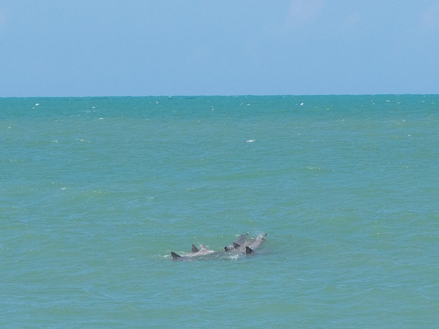 Golfinhos dando alegria ao passeio