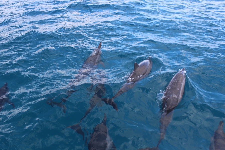 golfinhos-noronha
