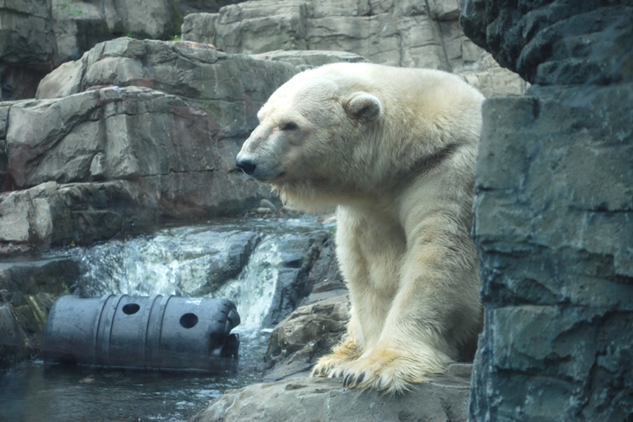 Urso Polar - Central Park Zoo